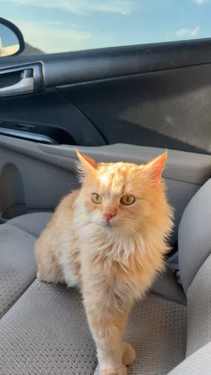 للبيع سبب ف وصف