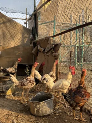 دجاج عرب و ديوجه