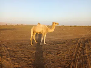ناقه مدني للبيع ..