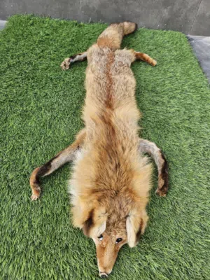 فرو ثعلب / حصيني / عوس محنط