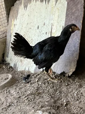 Pakistani Female hen with chick for sale