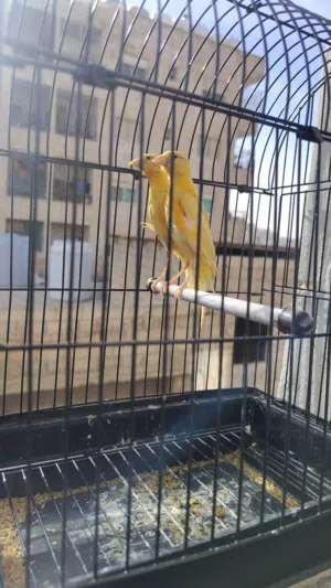 كنار بناديق جيفوس 6 حبات حمر