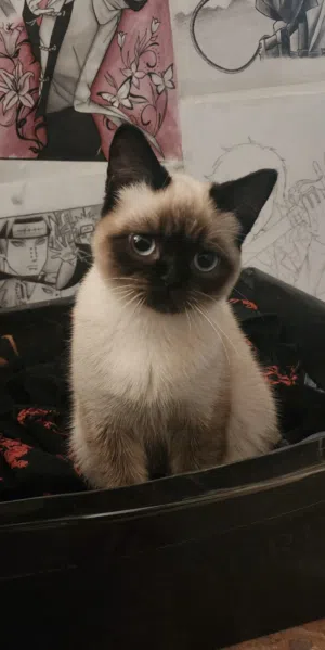 Mixed Siamese and Himalayan Kitten