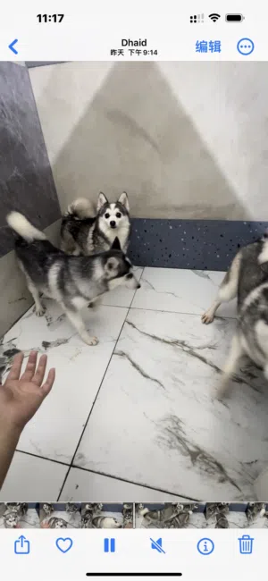 Dog for sale (not Free)