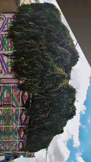 ورش جزر للخيل