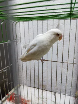 تك البينو عين حمرا  للبيع او امروس اب نثيه كناري