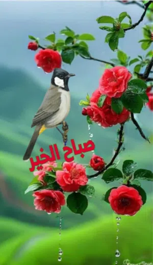 سلام الشاوي 