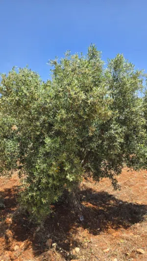 Farm Land for Sale in Jerash Other