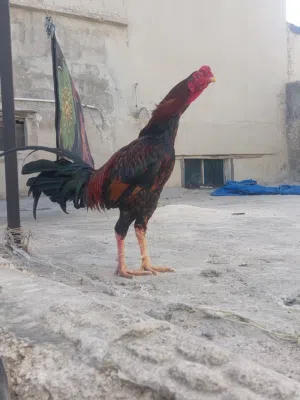 ديك باكستاني شرس للبيع