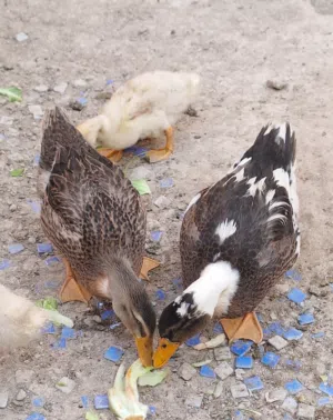 ducks and rabbits for sale urgent