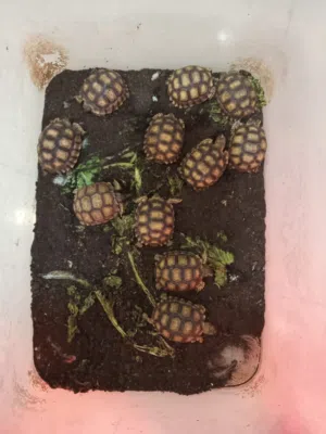 سلاحف سلوكاتا برية