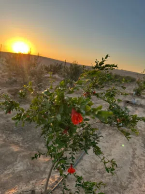 Farm Land for Sale in Amman Al-Muwaqqar
