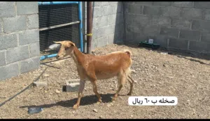 أغنام للبيع