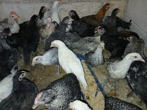 ‏دجاج‏1