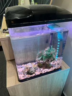 Accessories . Fish1