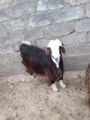 جدايه حوالي للبيع