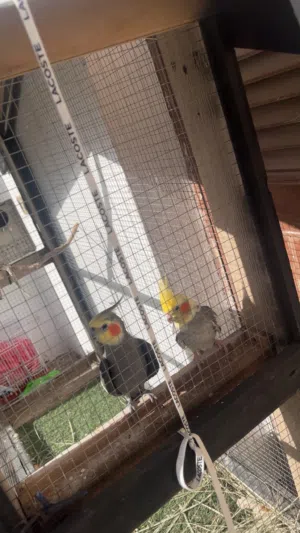 طيور كوكتيل