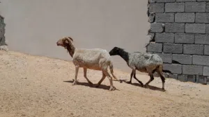 2نعاح وطنيه الله يبارك عشار بادن الله سليمات من العيوب وضروعهم سليمه سنهم تاني جمع..