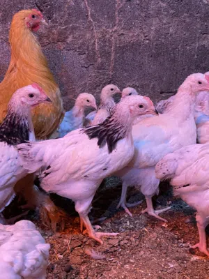 للبيع فروخ دجاج فرنسي السوسكس + باكستاني + كويتي + عماني القزم + كوشن العملاق