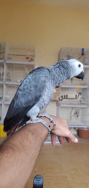 Parrots2