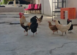 دجاج محلي بياض و دجاج وديك حبحب