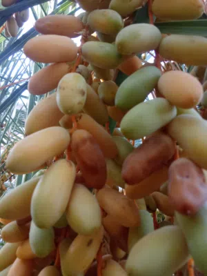 رطب برني ممتاز للبيع