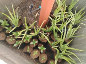 شتلات اليفيرا