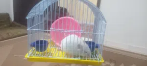 هامستر  أليف  مع  قفص