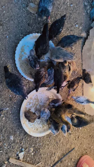 فرخات بلدي