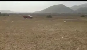 ارض للبيع علي ساحل البحر الأحمر