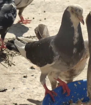 أربعة كوبيات للبيع. زوز يجرو ع دحي و كوبيتين تحتهم فرخ*فرخ
