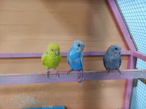 السلام عليكم قفص معَ 3 مخاليف نص الافه بيع او مراوس شعندك دزلي