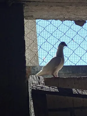 ‏حمام‏0