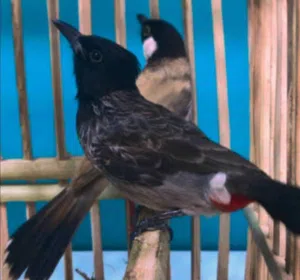 كشميري غير متعلم