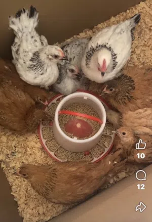 فرخات بف ساسكس للبيع