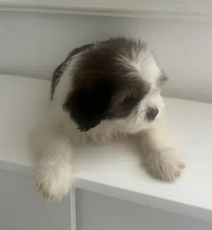 Shih Tzu Puppy for Sale