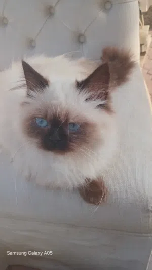 siamese kittens for sale in sharjah