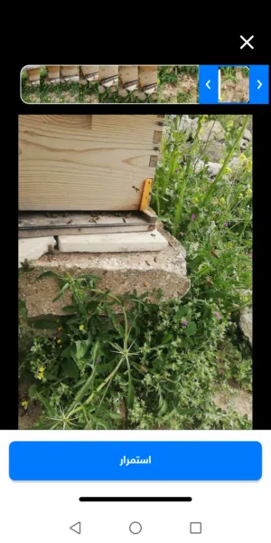 خلية نحل