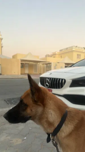 مالينوا مهجن جيرمن