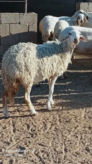 Sheep0