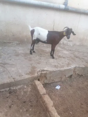 عنز البينو الأصلي
