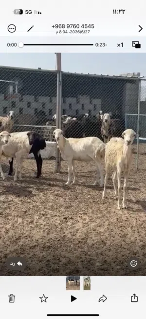 كبشان يمنيه