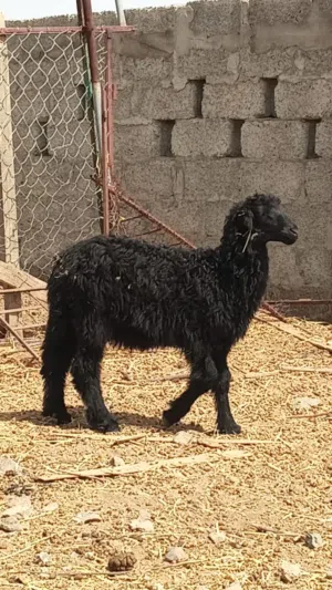 للبيع كباشه
