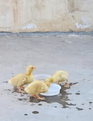 بط صغير للبيع عدد (2) مع قفص صغير