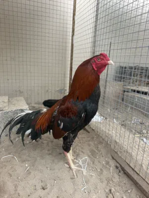 للبيع ديك سندي ع ميوالي طيار ممتاز يضرب شوك