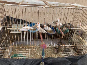زيبره للبيع
