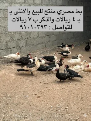 للبيع طيور تربيه متنوعه