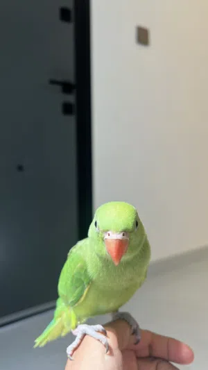بغبغاء اليف