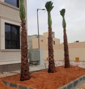 نخيل واشنطن مسطحات خضراء