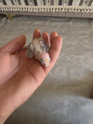 اخون طير مجاني للتبني رجله معاقه خطيه
